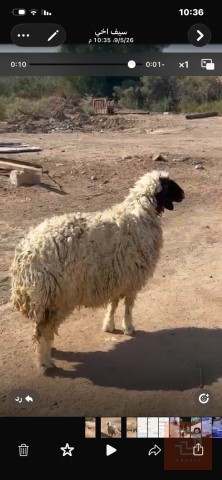 نعجة سمينة للحم للبيع في البصرة