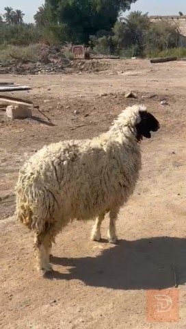 نعجة سمينة للحم للبيع في البصرة