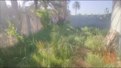 دونم وربع أرض مشجرة بعنب وتفاح وتكي ونخل للبيع في كربلاء المقدسة
