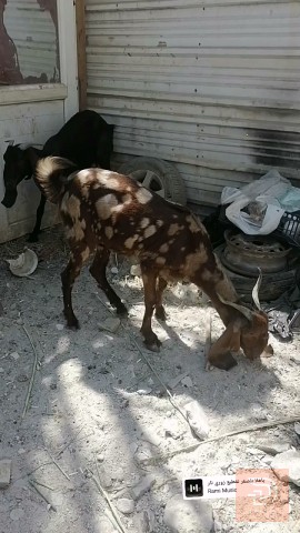 صخول حلوات وخشنات للبيع في البصرة