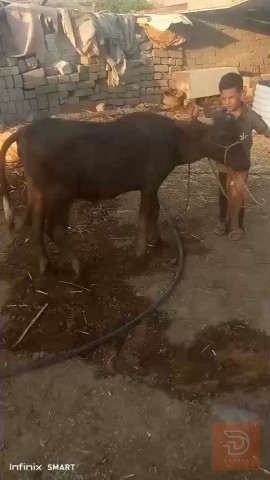 حيوان أليف للبيع