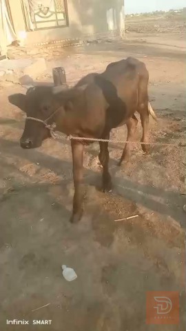 حيوان أليف للبيع