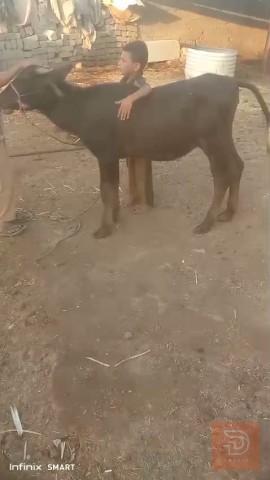 حيوان أليف للبيع