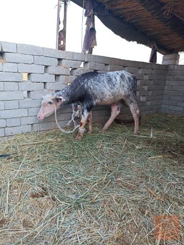 شفج فراتي سمين للبيع في البصرة
