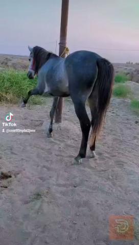فلو عربي عمره سنتين 145 للبيع في ميسان