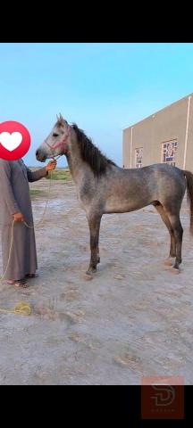 فلو عربي عمره سنتين 145 للبيع في ميسان