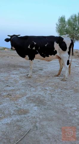 بقرة عشار حامل للبيع في ميسان
