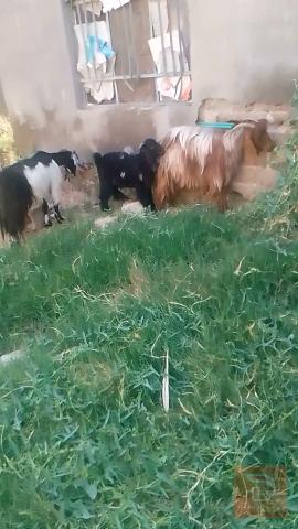 صخول عدد 4 للبيع في البصرة