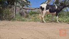 بجر فريزيه طورف ماخض مستعمل للبيع في ميسان
