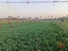 نص دونم أرض زراعية طابو زراعي للبيع في كربلاء المقدسة