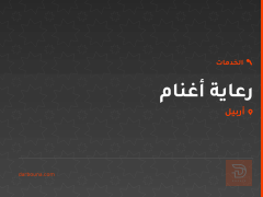 رعاية أغنام في أربيل