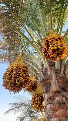 أرض زراعية 5 دونمات للبيع في بغداد