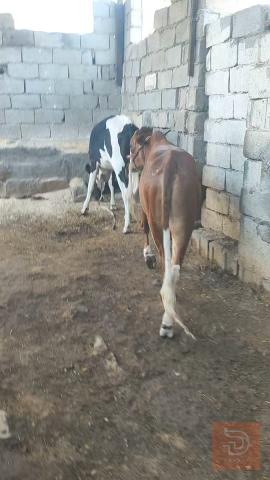 عجل سمين للبيع في البصرة