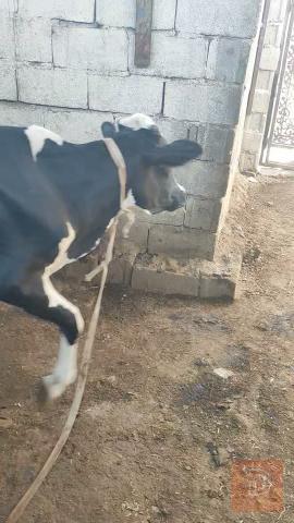 عجل وبقرة سمينة للبيع في البصرة