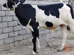 عجل تلقيح نوعية خشن للبيع في البصرة