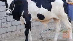 عجل تلقيح نوعية خشن للبيع في البصرة
