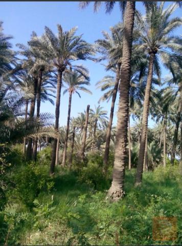بستان 3 دوانم ونصف مع غرفة ومولدة في ديالي