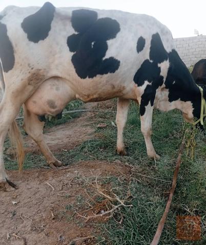 بقرة فريزي نوع ام حديبه للبيع في بابل