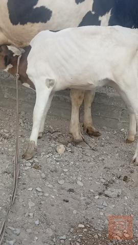 بقرة فريزي نوع ام حديبه للبيع في بابل