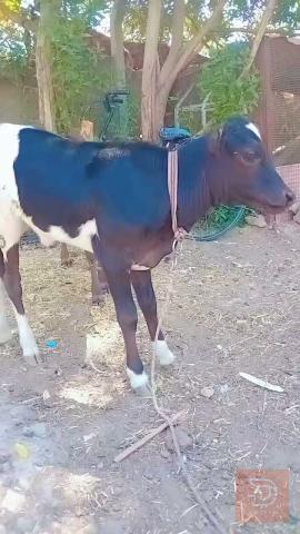 بجر هولشتاين أصيلة للبيع في بابل