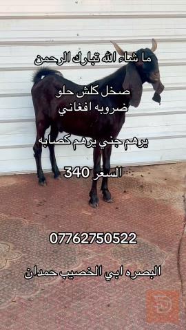 شراي حيوانات للبيع في ميسان