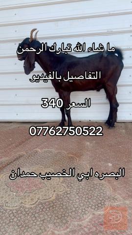 شراي حيوانات للبيع في ميسان