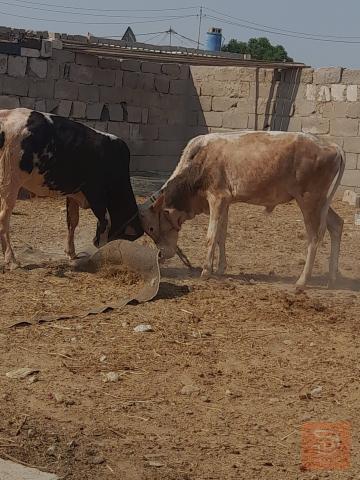 عجول مالات رباط للبيع في البصرة