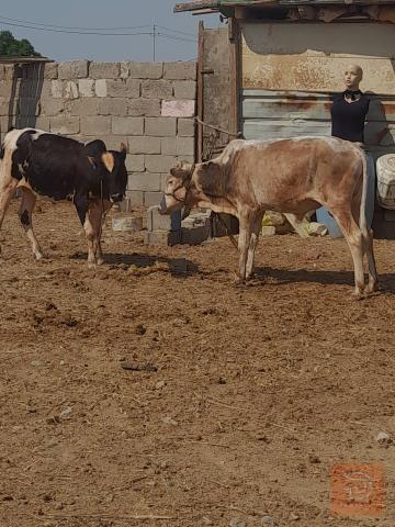 عجول مالات رباط للبيع في البصرة