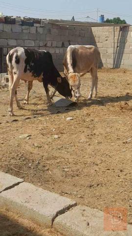 عجول مالات رباط للبيع في البصرة