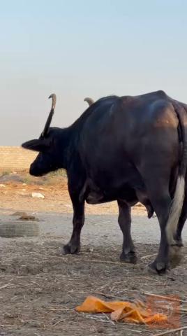 جاموسة للبيع في البصرة