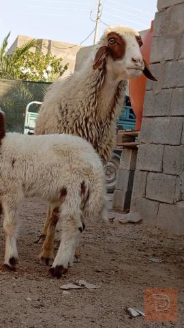 نعجة توأم خشنة للبيع في البصرة