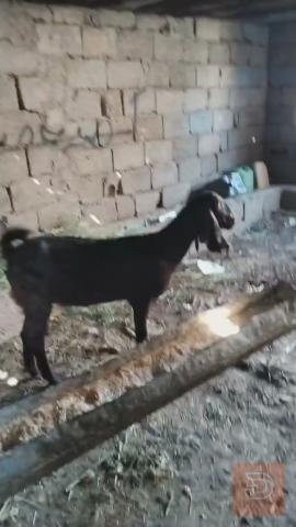 صخله ثاني بطن سمينه للبيع في واسط