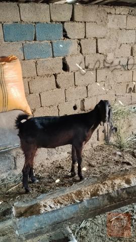 صخله ثاني بطن سمينه للبيع في واسط