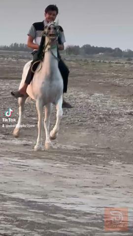 فرس عربية 151 للبيع في ميسان