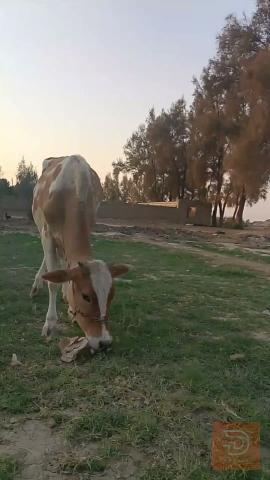 زوج شول مشروطات للبيع في بابل