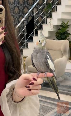 اليف طينه ياكل وحده عمره اشهر مستعمل للبيع في كربلاء المقدسة