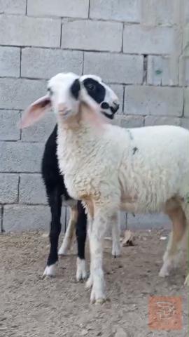 نعجة توأم خط أول للبيع في البصرة