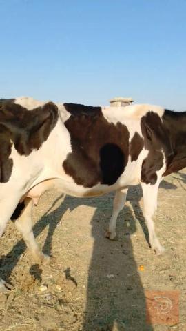 دابه لجبه هولشتاين للبيع في بغداد