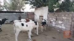 عجول فحله فريزي للبيع في واسط