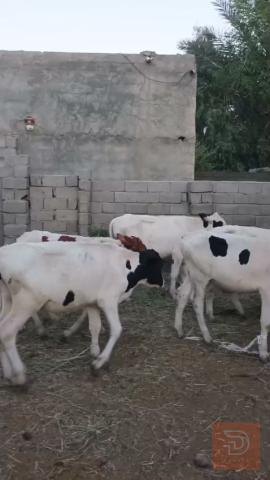 عجول فحله فريزي للبيع في واسط