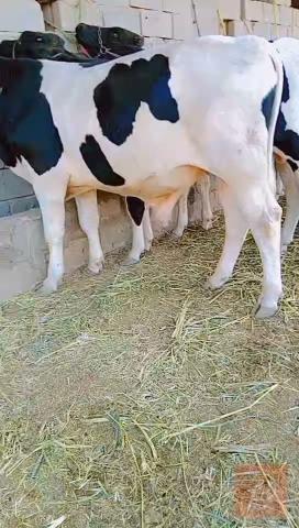 عجل العدد 8 للبيع في بابل