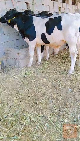 عجل العدد 8 للبيع في بابل