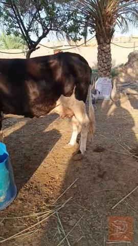 هايشه مع ذكر للبيع في البصرة