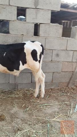 هايشه مع ذكر للبيع في البصرة