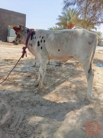 3 عجول صحيحة ونصيحة للبيع في بابل