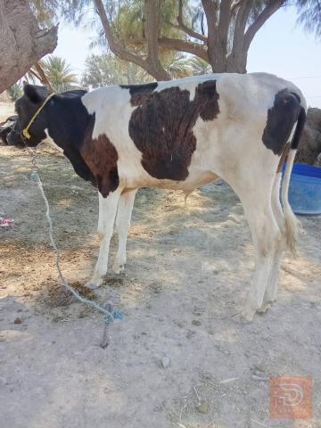 3 عجول صحيحة ونصيحة للبيع في بابل