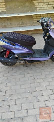 سكنس فحل ياباني للبيع في بغداد
