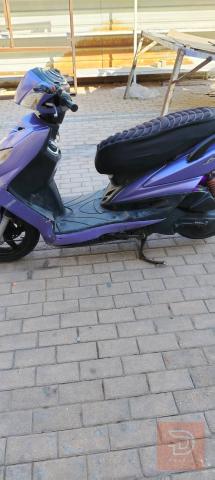 سكنس فحل ياباني للبيع في بغداد
