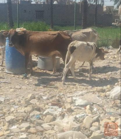 حيوانات في ميسان للبيع