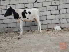 مباجير للبيع في بابل